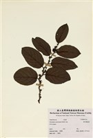 藏品(裏白饅頭果)的圖片